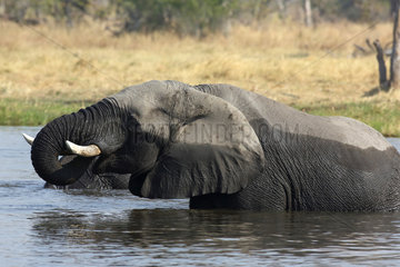 African Elephant in water - Moremi Botswana