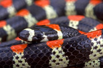 Black-banded snake (Scolecophis atrocinctus)  Costa Rica