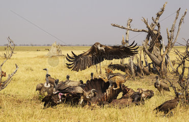 Jackals and vultures on carcass Buffalo - Botswana Savuti