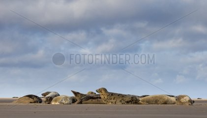 Grey seal (Halichoerus grypus)  Grey seal sleeping on the beach  England  Winter