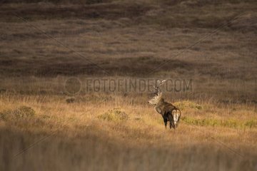 Scottish deer (Cervus elaphus scoticus) in the moor. Isle of Jura  Scotland
