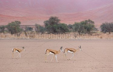 Springbok (Antidorcas marsupialis)  Namib Naukluft National Park  Namibia  Africa