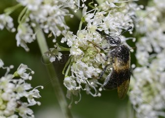 Cimbicid Sawfly (Abia fascita) on umbellifera  2015 08 07  Northern Vosges Regional Nature Park  declared a World Biosphere Reserve by UNESCO  France
