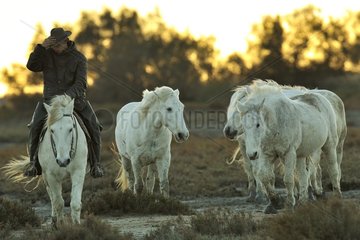 Camargue horses and gardian  Camargue France
