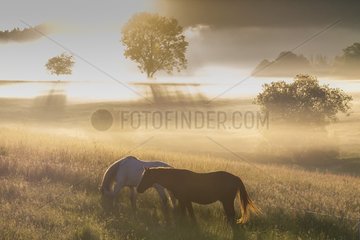 Horse in a pasture with misty morning atmosphere.