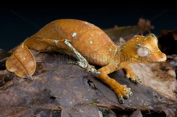 Satanic leaf-tailed gecko (Uroplatus phantasticus)  Mandraka  Madagascar