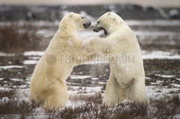 Clash of the titans - two fighting polar bears