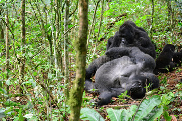 Mountain gorillas in the undergrowth - Bwindi Uganda