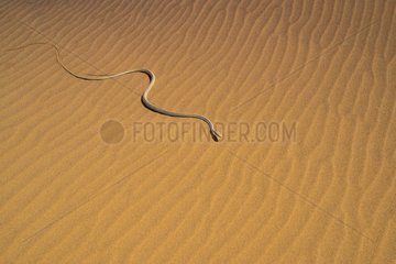 Namib Sand Snake (Psammophis namibensis)  Swakopmund  Erongo Region  Namibia  Africa
