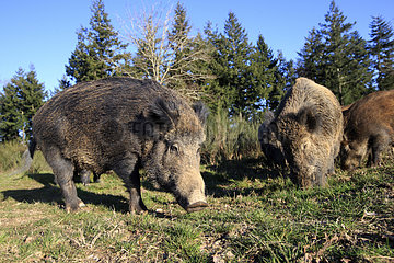 Eurasian wild boar burrowing - France
