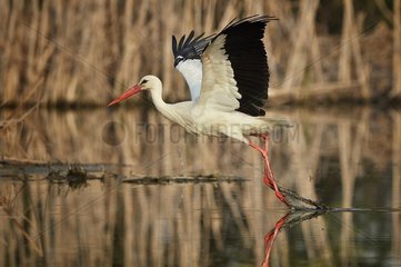 White Stork flying away in a marsh