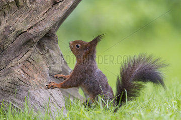 Eurasian red Squirrel (Sciurus vulgaris) in grass  France