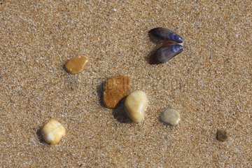 Mold shell and pebbles on a sandy beach Ile de Re