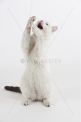 Cat standing up playing with a string