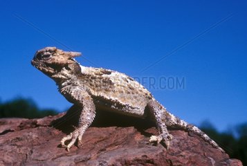 Desert Horned Lizard on rock Western USA