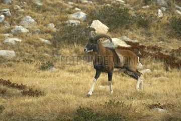 Junge männliche Mouflon galoppieren Mercantour -Nationalpark