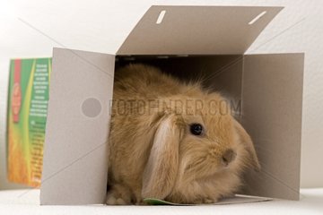 Small rabbit outgoing of a rodent box France