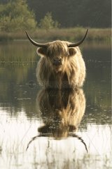 Von Angesicht zu Angesicht mit einer schottischen Kuh Niederlande