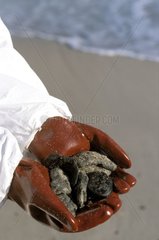 Handreinigung eines Strandes  der durch Knödel verschmutzt ist