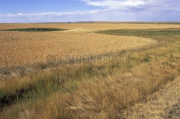 Field cereal Saskatchewan Canada