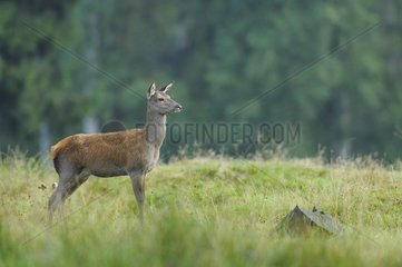 Red deer in summer  Cervus elaphus  Female  Young  Bavaria  Germany  Europe