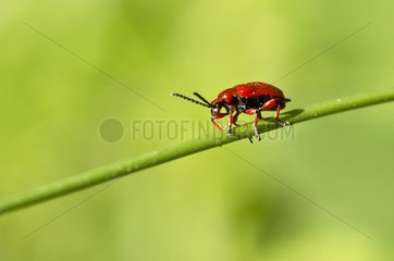 Beetle  Lilioceris merdigera. Ismanstorp Øland  Sweden in June
