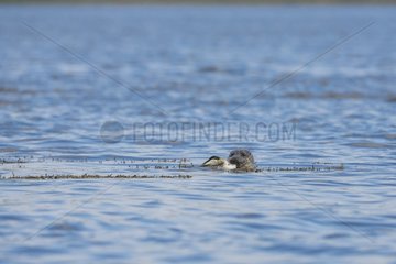 Grey seal (Halichoerus grypus) attacking a Common Eider (Somateria mollissima). Scotland