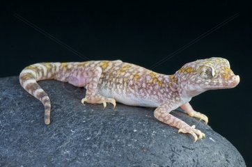 Sand gecko (Stenodactylus sthenodactylus)  Egypt