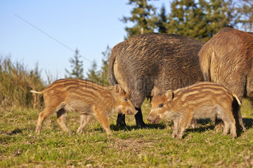 Eurasian wild boar and young - France