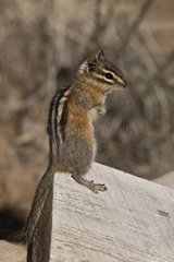 Chipmunk (Neotamias sp.). Near Panguitch  Utah  USA