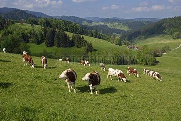 Montbeliarde cows grazing in the Haut-Doubs near Morteau - France