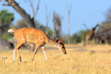 Female Bushbuck and Giraffe - Zimbabwe Hwange
