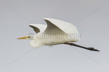 Great Egret (Egretta alba) in flight