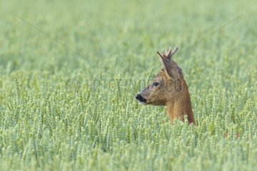 Western Roe Deer (Capreolus capreolus) in Corn Field  Roebuck  Hesse  Germany  Europe
