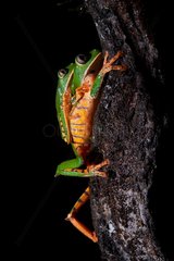 Amplexus of Tiger-striped leaf frog  Barred leaf frog or tiger leg monkey tree frog (Phyllomedusa tomopterna) during the breeding season - Kaw Mountain - French Guiana