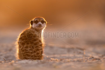Meerkat sunning in morning - Kalahari South Africa