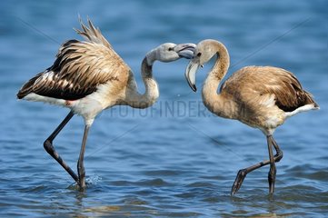 Greater Flamingo (Phoenicopterus roseus) in water  Camargue  France