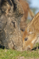 Eurasian wild boar and young burrowing - France