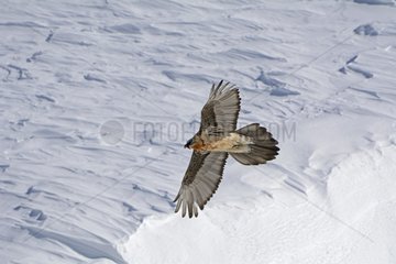 Bearded Vulture (Gypaetus barbatus) in flight in the Alps