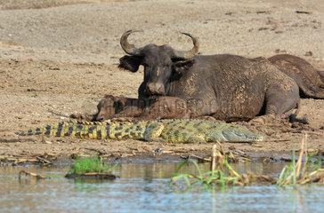 Buffalo and young near a crocodile resting on the river bank