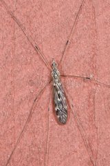 Cranefly (Tipula confusa). Tuvesjoen  Hornsborg  Småland. Sweden in August