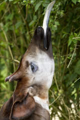 Portrait of Okapi tongue out