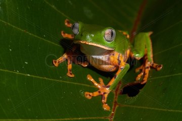 Tiger-striped leaf frog  Barred leaf frog or tiger leg monkey tree frog (Phyllomedusa tomopterna) during the breeding season - Kaw Mountain - French Guiana