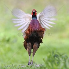 Pheasant flapping its wings at bird park of the Marais Poitevin  Saint-Hilaire-la-Palud  France