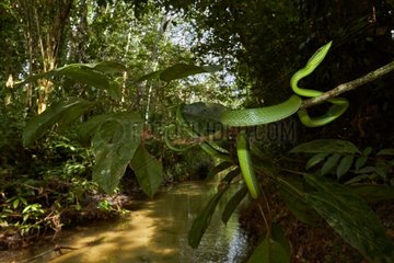 Wide angle of Green Vine Snake or Flatbread Snake (Oxybelis fulgidus  ex Coluber fulgidus) - Matiti - French Guiana