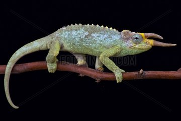 Jackson's Three-Horned Chameleon (Trioceros jacksonii merumontanus) male  Tanzania