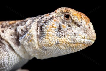 Omani Spiny-tailed Lizard (Uromastyx thomasi)  Oman