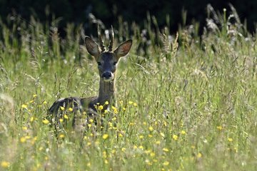 RoeDeer stag in a flowery meadow in spring