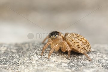Jumping spider female on a stone wall  France