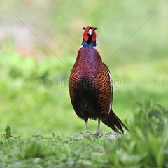 Pheasant on a abuts land in a meadow at bird park of the Marais Poitevin  Saint-Hilaire-la-Palud  France